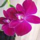 Orchid