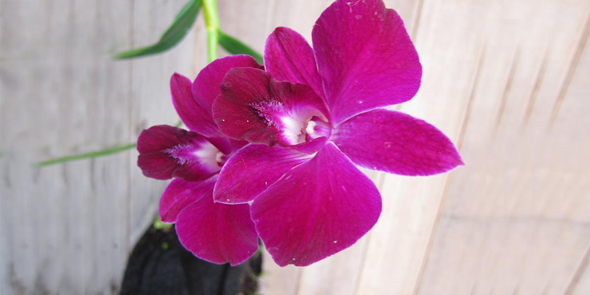 Orchid