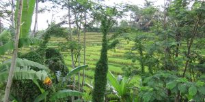 Bali Silent Retreat - View from dorm