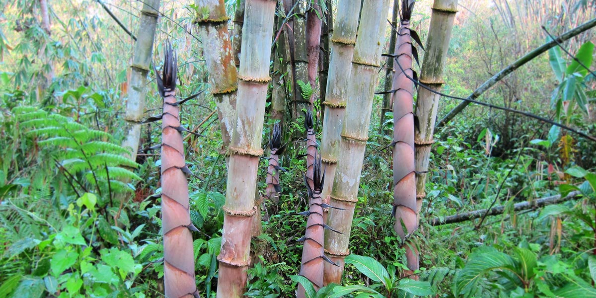 Growing bamboo