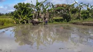 Buffalo Days are Back old style turning the soil