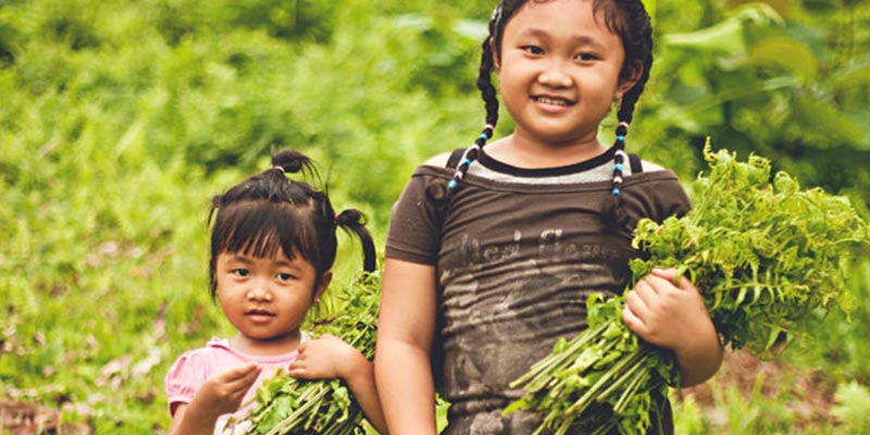 Fern Tips BumiBaru
