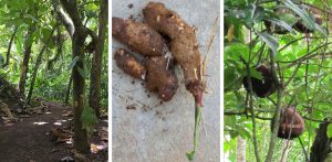 Food that save forest