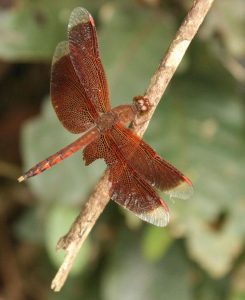 Dragonfly