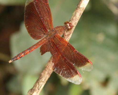 Dragonfly