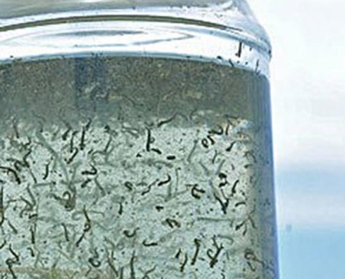Mosquito larvae in jar