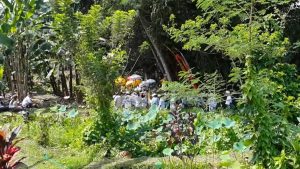 Ceremony for New Banyan Tree