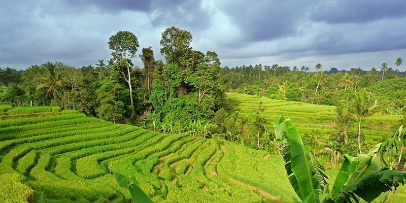 Bali Silent Retreat Ricefields