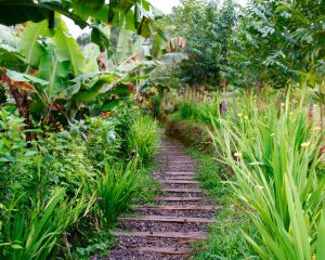 Bali Silent Retreat path