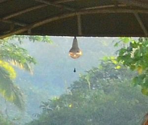 Sundaya bulb