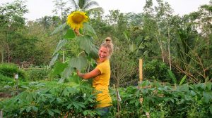 Brittany and our first Sunflower