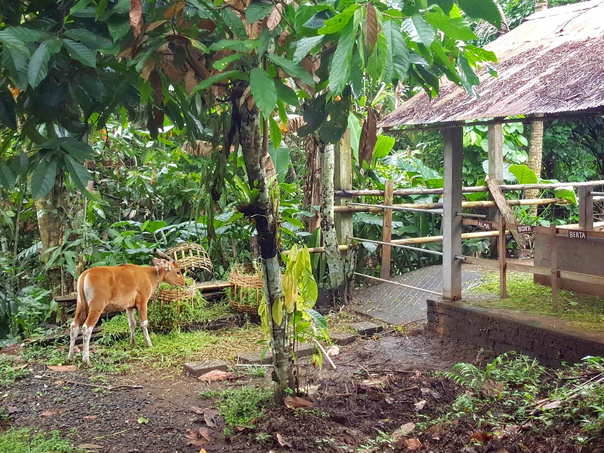 Baby cow eating grass