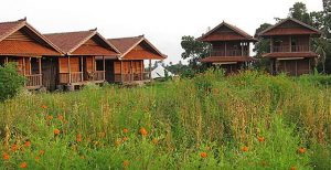 Bungalows and flowers