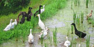 Ducks