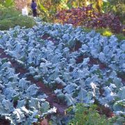 Bali Silent Retreat - Vegetable Garden - Kale bed