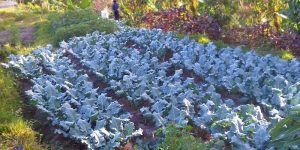 Bali Silent Retreat - Vegetable Garden - Kale bed