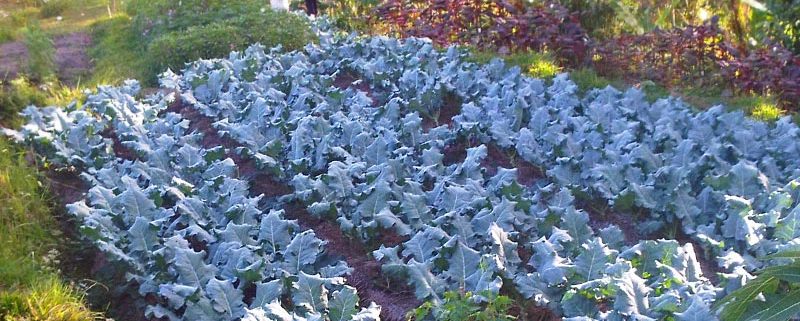 Bali Silent Retreat - Vegetable Garden - Kale bed