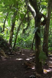 Bali Silent Retreat Jungle path