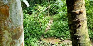 Bali Silent Retreat - Jungle path bamboo bridge
