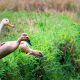 Mohawk duck