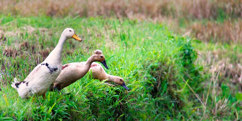 Mohawk duck