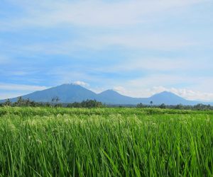 Bali Silent Retreat - Mountain range and rice terrace