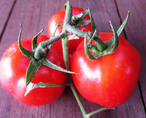 Tomatoes fresh from garden