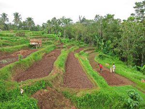 Vegetable beds on river side preparing the soil