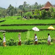 Walking on ricefields