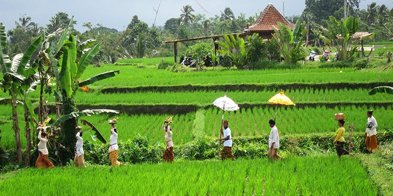 Walking on ricefields