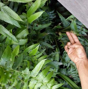Bali Silent Retreat - Asire fern tips - Paku