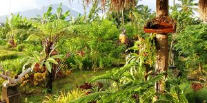 Bali Silent Retreat Garden