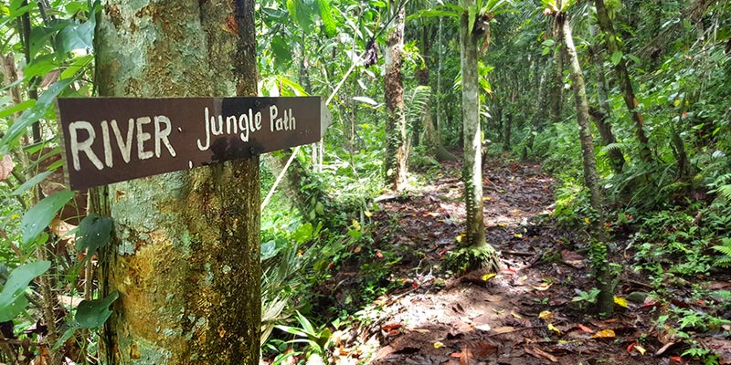 Bali Silent Retreat - Jungle path