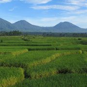 Bali Silent Retreat Mount Batukaru Rice terrace