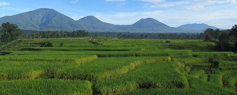 Bali Silent Retreat Mount Batukaru Rice terrace