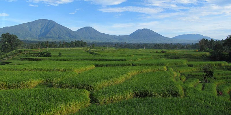 Bali Silent Retreat Mount Batukaru Rice terrace