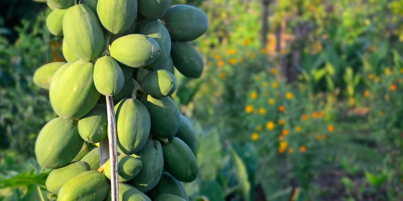 Bali Silent Retreat Papaya in the Garden