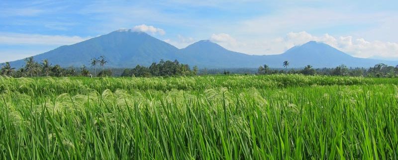 Bali Silent Retreat Ricefields overlooking Mount Batukaru