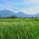 Bali Silent Retreat Ricefields overlooking Mount Batukaru