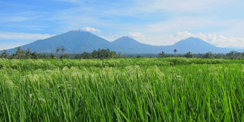 Bali Silent Retreat Ricefields overlooking Mount Batukaru