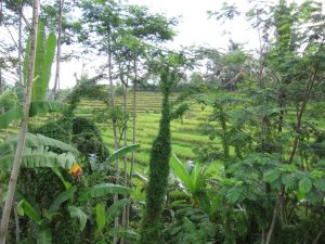 Bali Silent Retreat - View from dorm