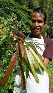 Lontara bean