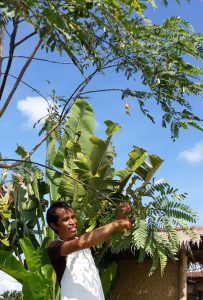 Asire grabbing turi flower