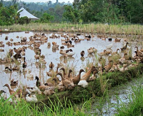 Ducks confused