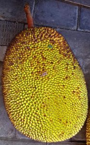 Jackfruit big