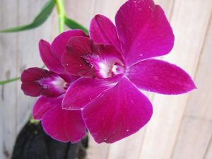 Orchid