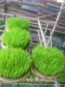 Rice seedlings for “dry rice farming”