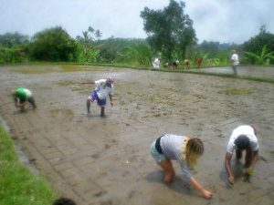 Volunteers planting with dry rice farming – SRI – techniques. Watch Balinese Rice Planting video below.