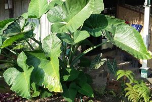 Taro Tree