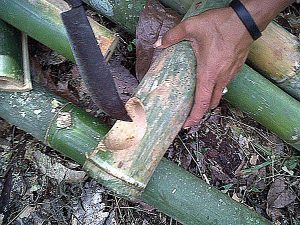 Bamboo